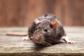 Warning To Homeowners As Rats Could Be