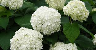 Is Hydrangea Poisonous To Dogs And Cats
