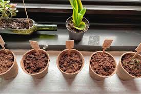 The 6 Best Indoor Gardens For 2024