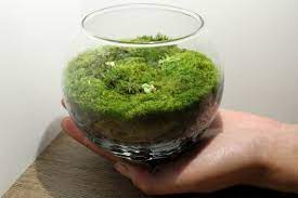 Live Moss Mini Terrarium All Moss Glass