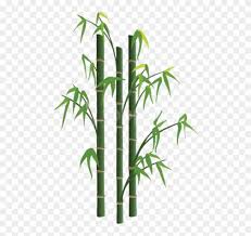 Bamboo Png Images Background Png
