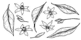 Vector Leaves And Flowers Collection