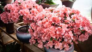 The 13 Best Plants For Pots All Year Round