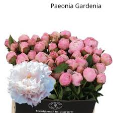 Peony Gardenia Blush White 40 Cm Fmi