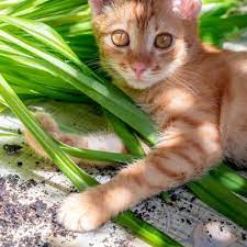 Safe Houseplants For Cats Humane
