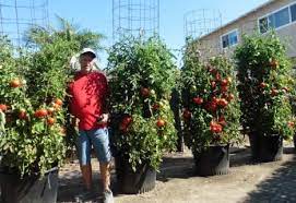 Pots Containers Grow Tomatoes Easily