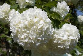 Five Popular White Flowering Trees