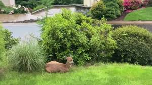 Deer Resting On Suburban Lawn In The