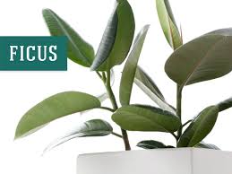 Pros And Cons Of 26 Diffe Indoor Plants