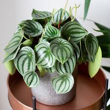 Watermelon Peperomia How To Care For