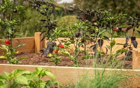 How To Build Raised Bed Garden From