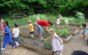 What To Grow In A School Vegetable Garden