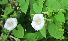 How To Get Rid Of Bindweed Country Life