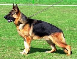 German Shepherd The Ultimate Service