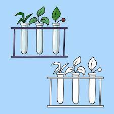 Plants Glass Test Tubes