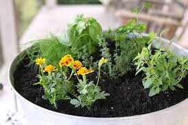 To Plant A One Container Herb Garden