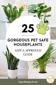 House Plants Safe For Cats And Dogs