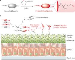 Covalent Localization Of Bacteria