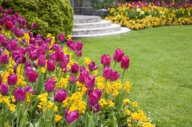 Spring Gardening Tips For Newbies