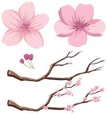 Cherry Blossom Clipart Images Free