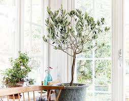 The 18 Best Trees For Pots In Australia