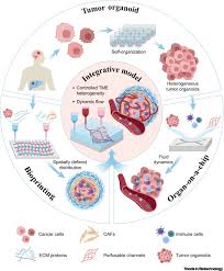 Converging Bioprinting And Organoids To