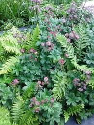 Shade Garden Shade Plants