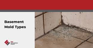 Basement Mold Types Epp Foundation Repair