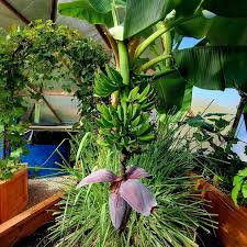 Growing Bananas In A Greenhouse All Year