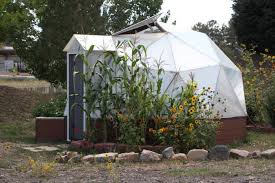 The Ultimate Guide To Growing Corn In A