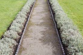 10 Plants For Narrow Garden Borders