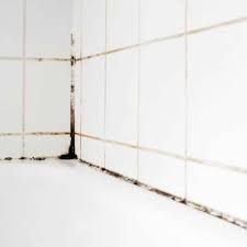 The Reasons Your Shower Has Mold Jdog