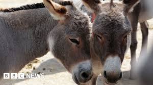 5 000 Donkey Skins In Benoni Farm Raid