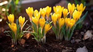 Yellow Crocus Flowers