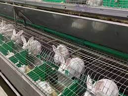 Commercial Rabbit Breeding Cages