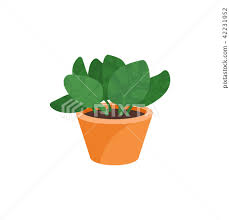 Flat Vector Icon Of Peperomia Plant In
