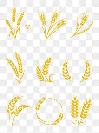 Rice Barley Wheat Vector Png Images