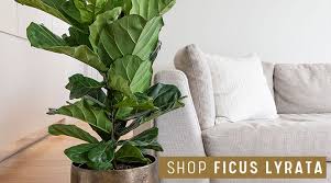 10 Best Large Leaf Indoor Plants To