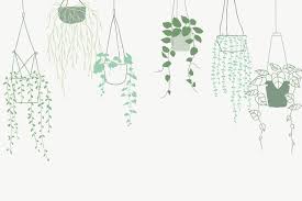 Hanging Plants Vectors Ilrations