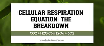 Equation For Cellular Respiration
