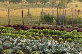 25 Best Vegetable Garden Layout Ideas