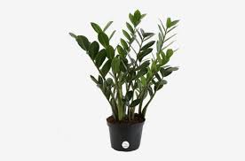 The 6 Best Plants For Cubicles