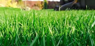 Right Grass Seed For Your Lawn