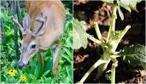 11 Ways To Keep Deer Out Of Your Garden