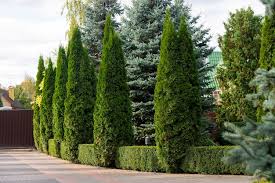 Decorative Evergreen Trees In The