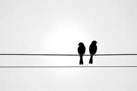 Birds On Wire Images Browse 526