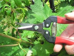 Ars Pruning Secateur 300l I 10 Mm Stem