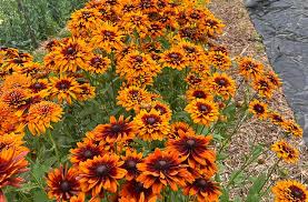 Cool Season Annuals Early Color