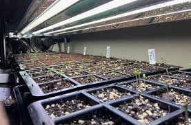 Top Seed Starting Mistakes And How To
