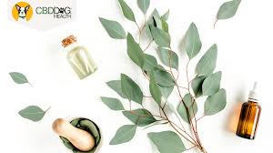 Eucalyptus Oil For Dogs Is It Safe